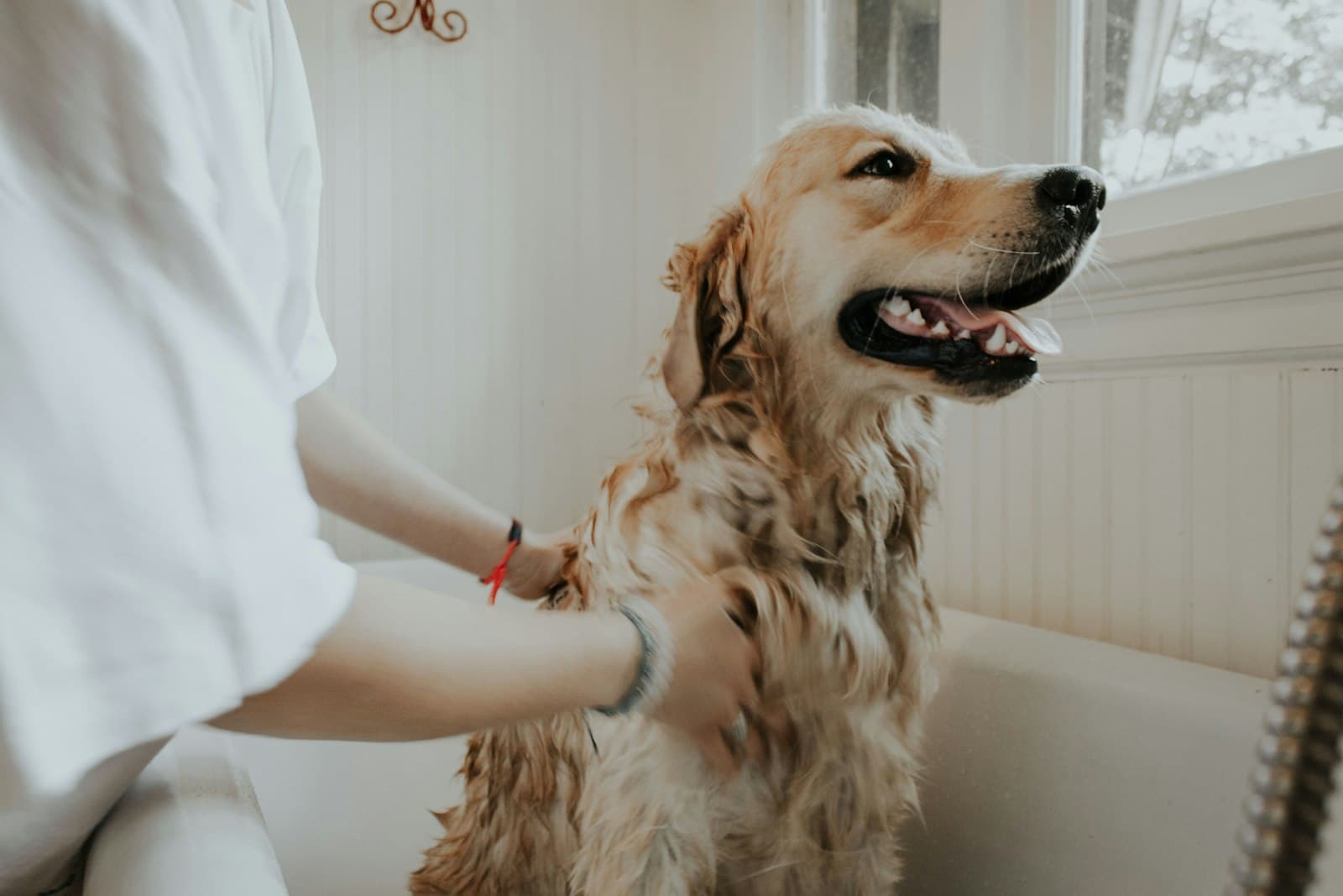 Dog groomer drying a dog in a salon